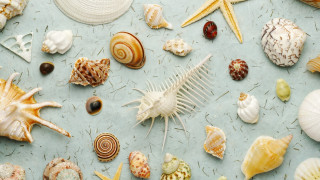 Sea shells comb starfish ocean - free beach wallpaper