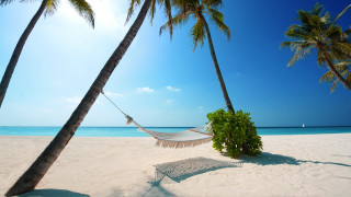 Hammock palm trees beach blue 5 - two palm tree free wallpaper