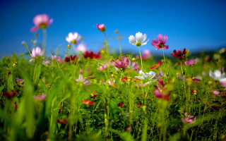 Flower field blue sky pink 2 - ammi phillips free wallpaper