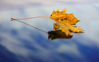 Leaf floating water red line - thin free wallpaper for desktop