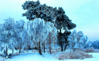 Snowy landscape ice covered trees - ice free wallpaper