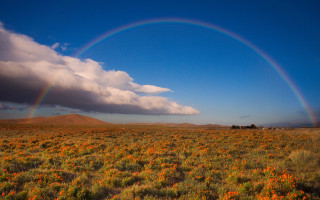 Rainbow flower field sky clouds - a rainbow free wallpaper for desktop
