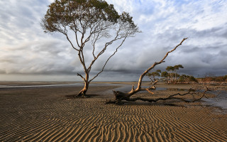 Fallen tree sand lake sunset - australian tonalism free wallpaper for desktop