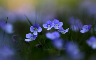 Purple flowers grass blurry background - florence engelbach free wallpaper