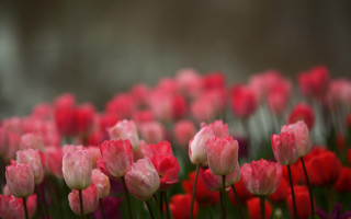 Pink red flower field bokeh - green grass and trees free wallpaper
