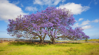 Purple tree field fence sky - de hirsh margule free wallpaper
