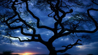 Tree sunset clouds autumn branches - dawn free wallpaper