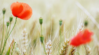 Poppy wheat field grain stalk - clovis trouille free wallpaper for desktop