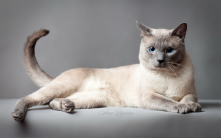 Blue eyes gray background calico - a gray background free wallpaper