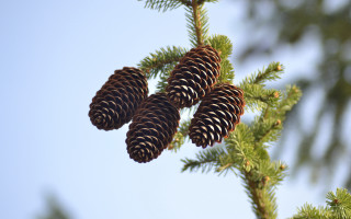 Pinecones branch blue sky nature - a tree branch free wallpaper for desktop