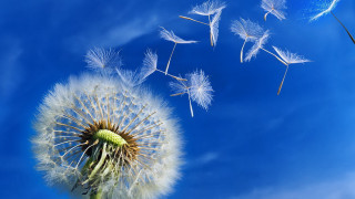 Dandelion wind blue sky clouds 2 - a dandelion free wallpaper