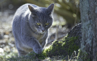 Mossy cat trunk forest nature - mossy free wallpaper
