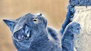 Blue cat looking up beach - its paw free wallpaper