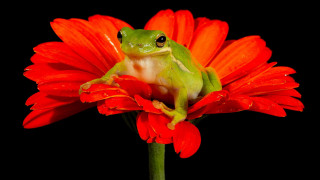 Frog red flower macro black - a frog free wallpaper
