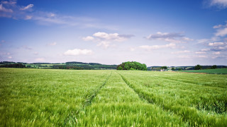Green field clouds trees horizon - a line of trees free wallpaper