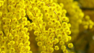 Yellow flower hanging bloom macro - a tree branch in the sun free wallpaper