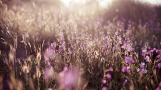 Purple flower field sunshine tiltshift - purple flower free wallpaper for desktop