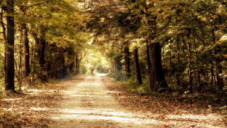 Dirt road autumn leaves cityscape - the fall time free wallpaper
