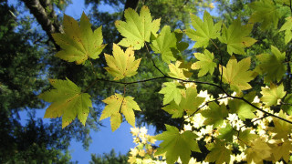 Autumn yellow leaves blue sky - yellow leaf free wallpaper for desktop