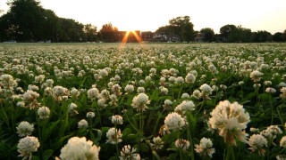 Flower field sunset building trees - free sunset wallpaper