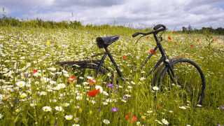 Bicycle flower field sky clouds - a bicycle free wallpaper