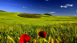 Green field red flowers hill - two red flower free wallpaper