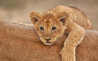 Lion cub on large animal - the back free wallpaper