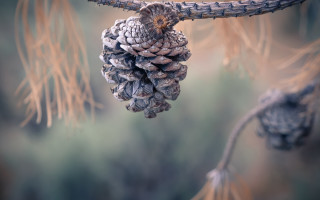 Pinecone branch macro naturalism blur - a pine cone free wallpaper