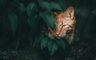 Cat hiding leaves blue eyes - daniel lieske free wallpaper for desktop