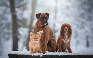 Three dogs snow bench forest - three dog free wallpaper
