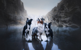 Dogs lake waterfall mountains renaissance - a group of dogs free wallpaper