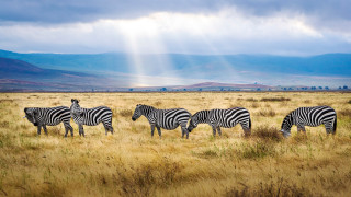 Zebras grazing mountains sunbeams outdoors - david martin free wallpaper