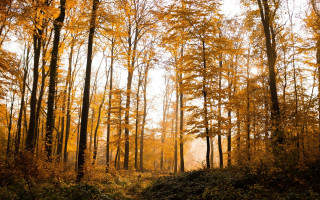 Dirt road autumn leaves fence - a white sky in the background free wallpaper