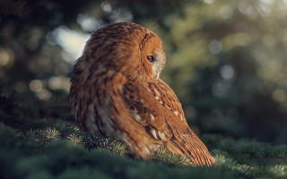 Brown owl green field bokeh - a bright light free wallpaper for desktop