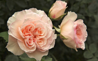 Pink roses garden blooming buds - the center free wallpaper