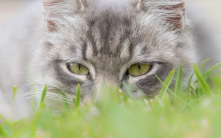 Cat grass sad eyes focus - a sad look free wallpaper