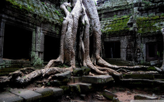 Tree roots overgrown temple architecture - free forest wallpaper for desktop