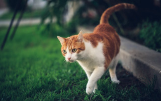 Cat park grass bench blurry - a blurry background free wallpaper