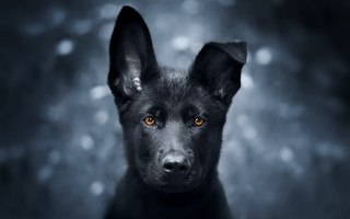 Black dog yellow eye photorealistic - symmetrical eye free wallpaper