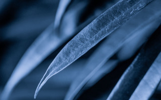 Plant blue background leaves macro - thin free wallpaper for desktop