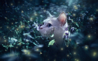 White cat flower field fairy - firefly free wallpaper