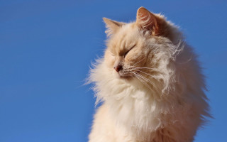 Fluffy cat closed eyes blue - a fluffy cat free wallpaper