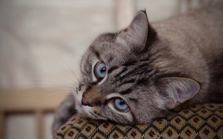 Curious blue eyed cat on 2 - a curious look free wallpaper