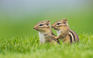 Chipmunks grass blue eyes nature - free love wallpaper