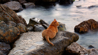 Cat rocks water mountains beach - a rocky shore free wallpaper