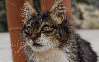 Sad cat looking at something 2 - dof free wallpaper