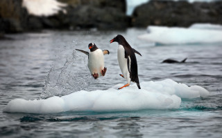 Penguins jumping ice ocean birds - ice flo free wallpaper
