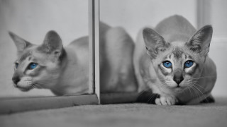 White cat blue eyes mirror 3 - a mirror free wallpaper
