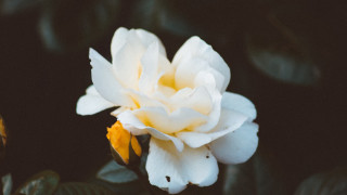 White lily yellow stamens rococo - the middle of its free wallpaper