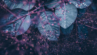 Leaf water droplets purple macro - a purple hue free wallpaper